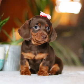 Izzy - Available 12/10