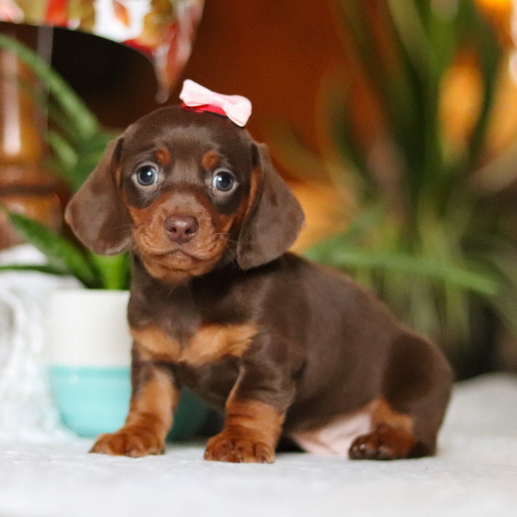 Izzy - Available 12/10