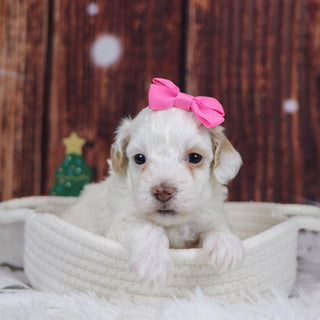 Jackie - Available 12/31