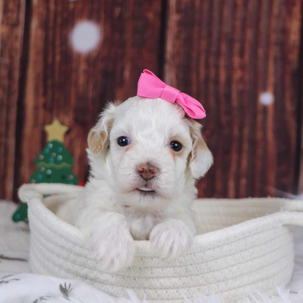 Jackie - Available 12/31