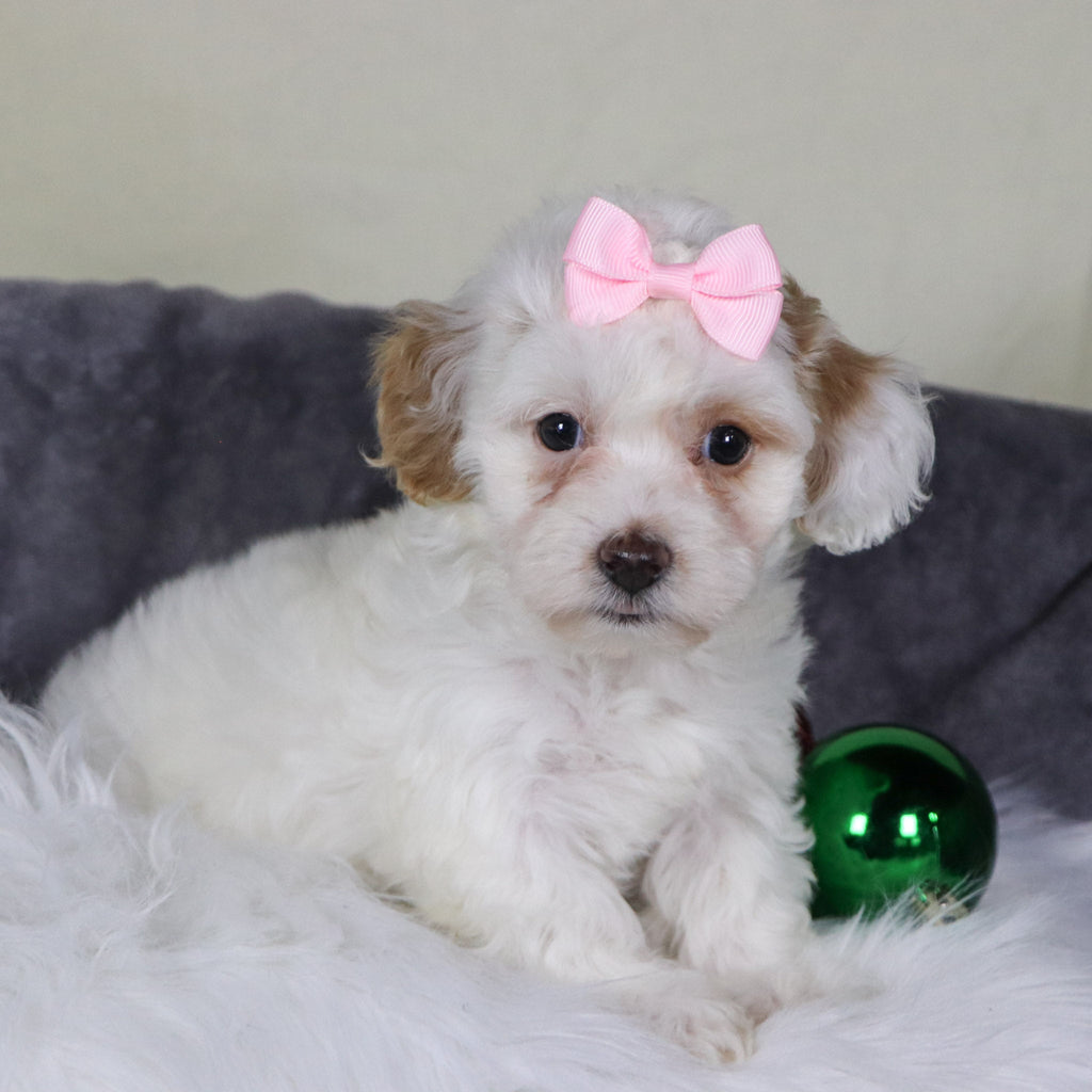 Jackie - Available 12/31