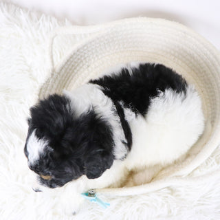 Jackson - Available 12/17