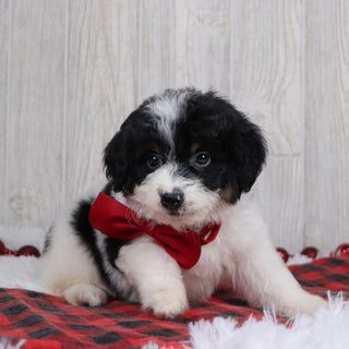 Jackson - Available 12/17