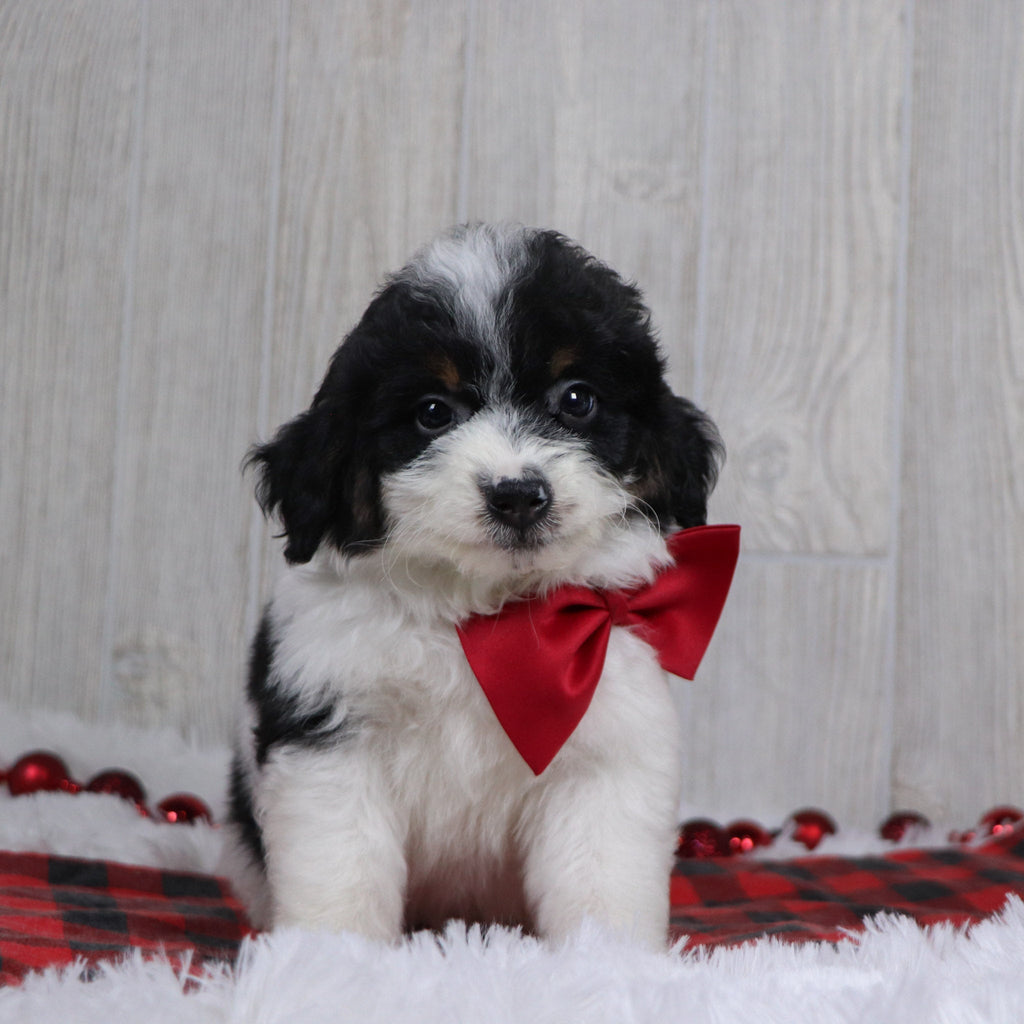 Jackson - Available 12/17