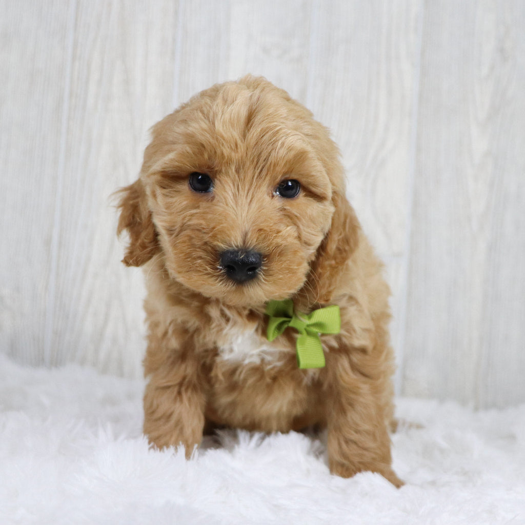 Jagger - Available 1/22