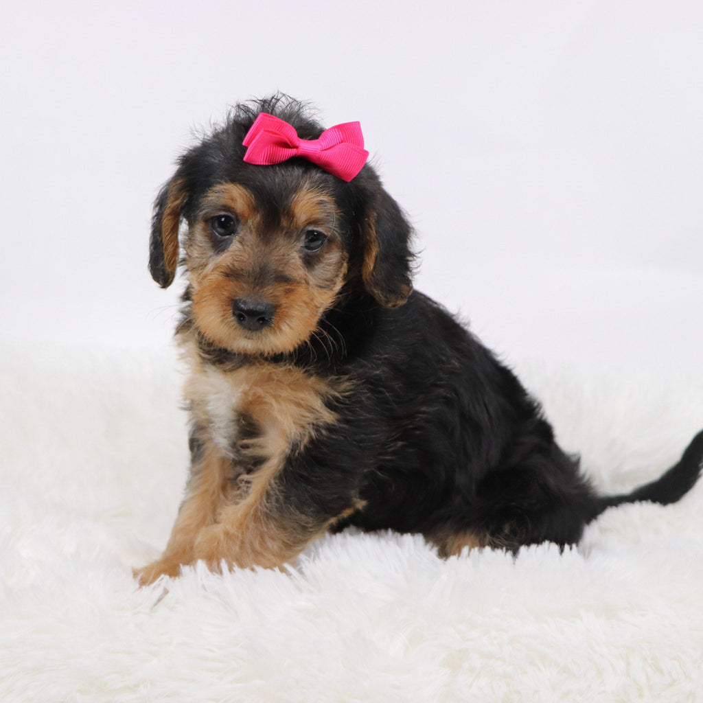 Jam - Available 11/12