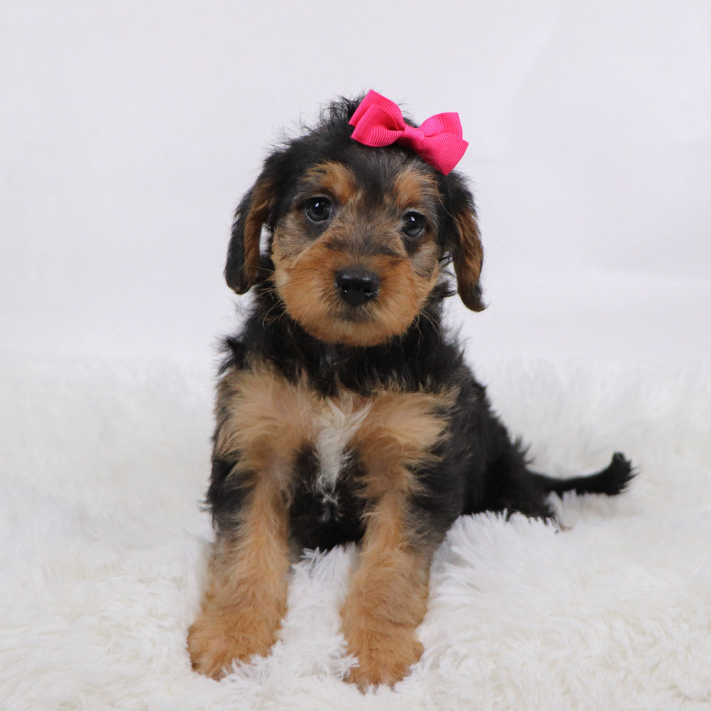 Jam - Available 11/12