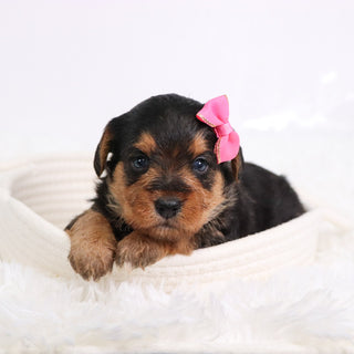 Jam - Available 11/12