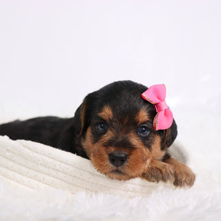 Jam - Available 11/12