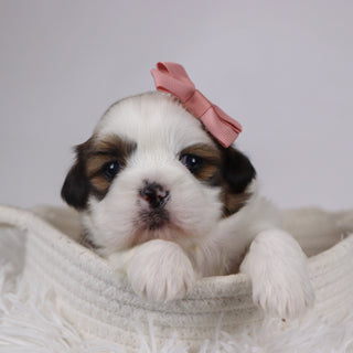 Jane - Available 12/17