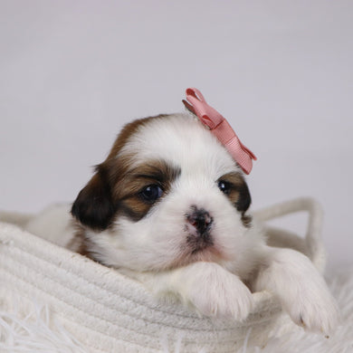 Jane - Available 12/17