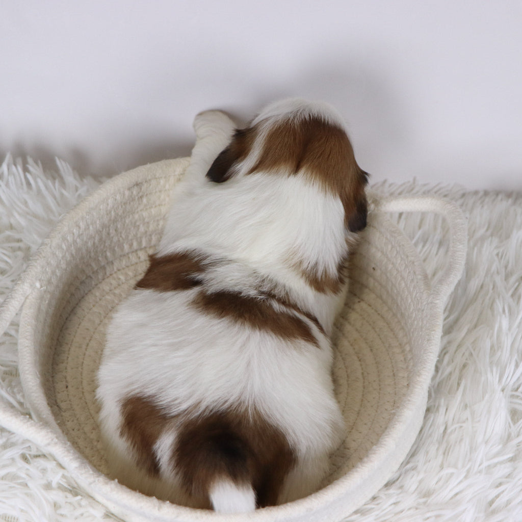 Jane - Available 12/17