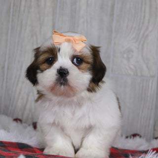 Jane - Available 12/17