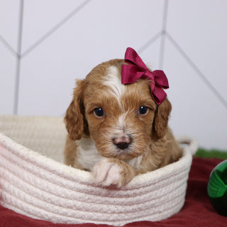 Janice - Available 1/14