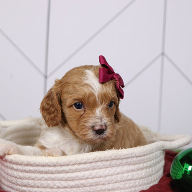 Janice - Available 1/14