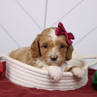 Janice - Available 1/14