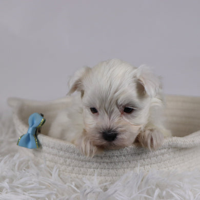 Jasper - Available 12/17