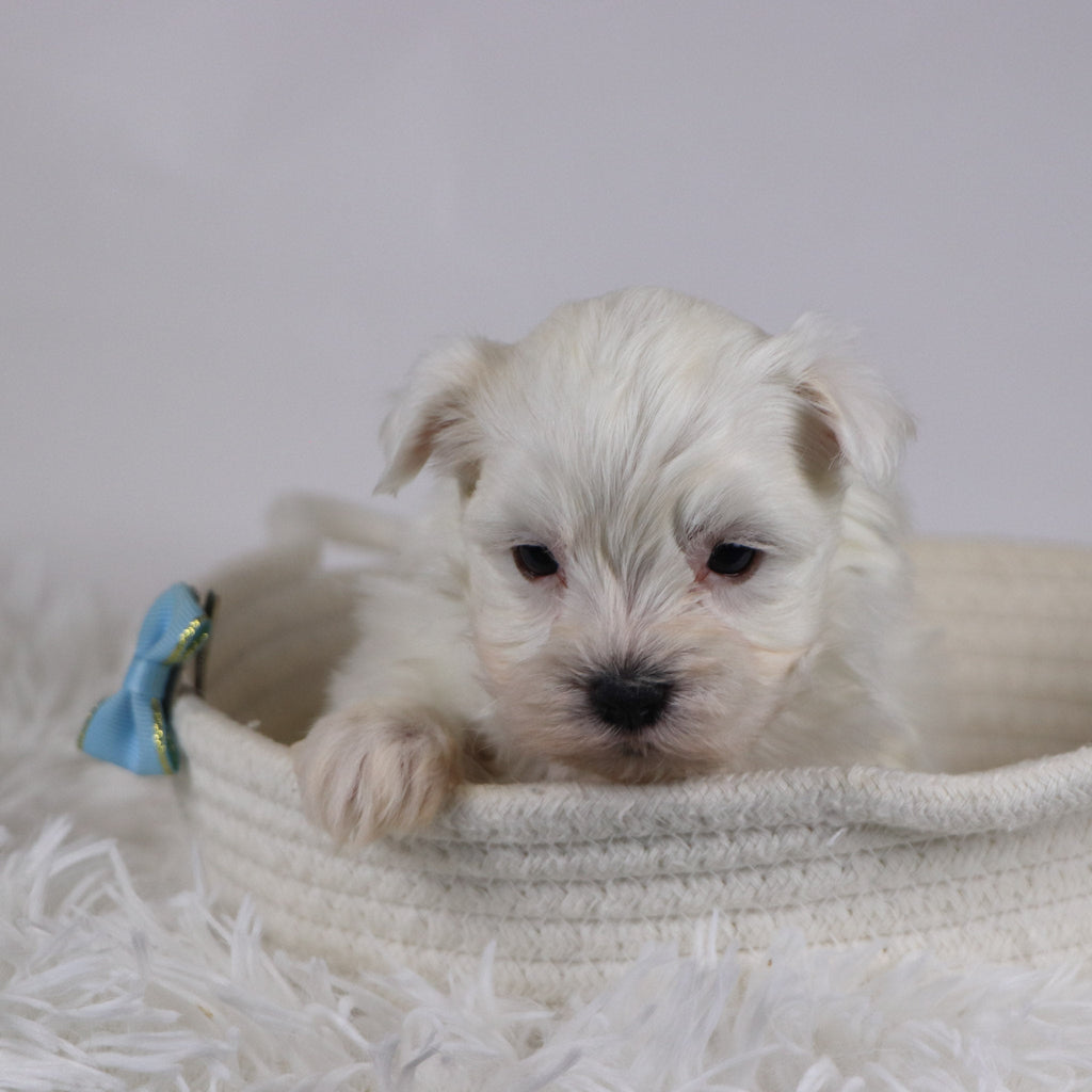 Jasper - Available 12/17