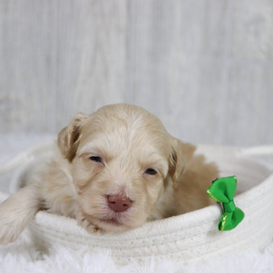 Jax - Available 2/11