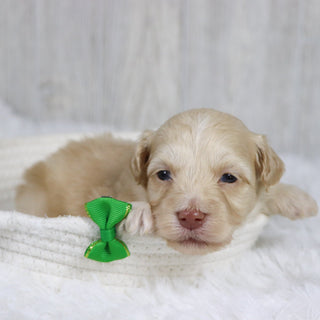 Jax - Available 2/11