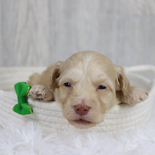 Jax - Available 2/11