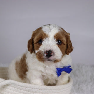 Jazz - available 12/3