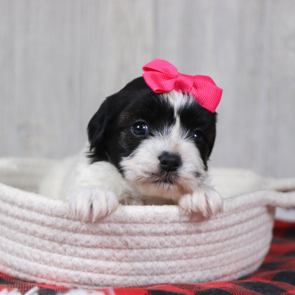 Jean - Available 12/31