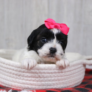 Jean - Available 12/31