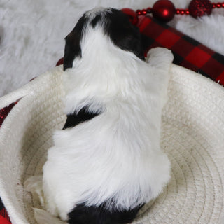 Jean - Available 12/31