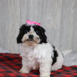 Jean - Available 12/31