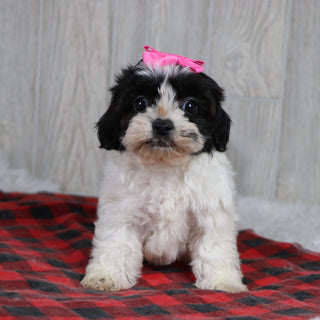 Jean - Available 12/31