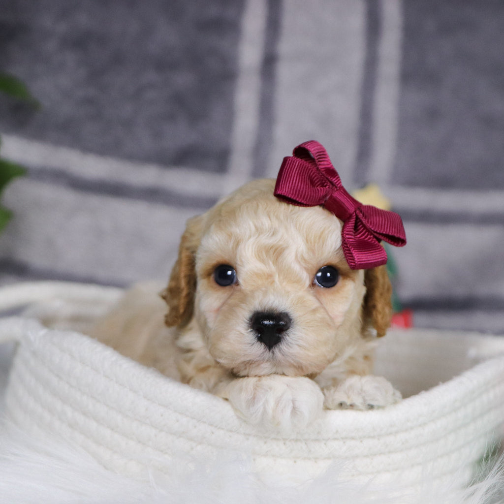 Jessi - Available 1/14