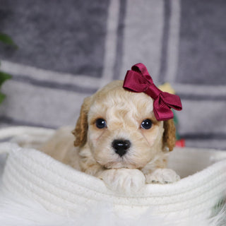 Jessi - Available 1/14