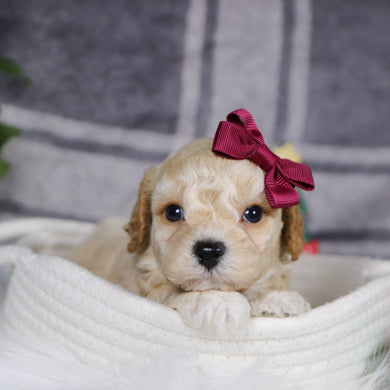 Jessi - Available 1/14