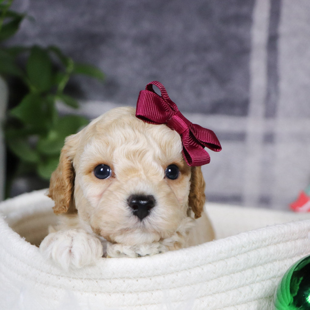 Jessi - Available 1/14