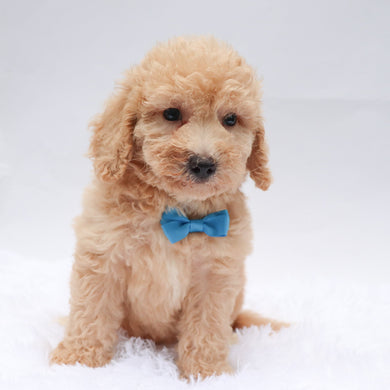 Jessie - Available Now