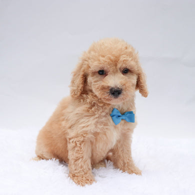 Jessie - Available Now