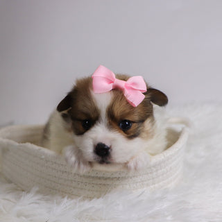 Jetta - Available Now