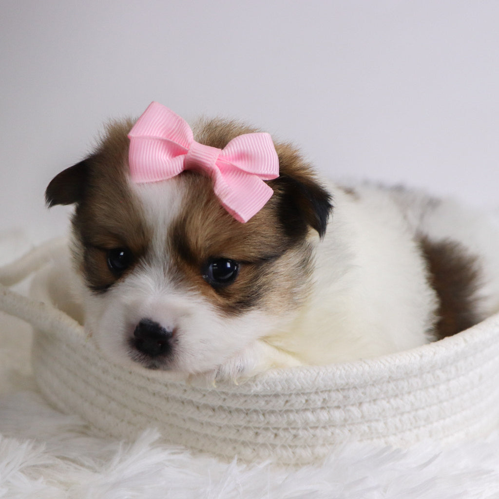 Jetta - Available 12/3