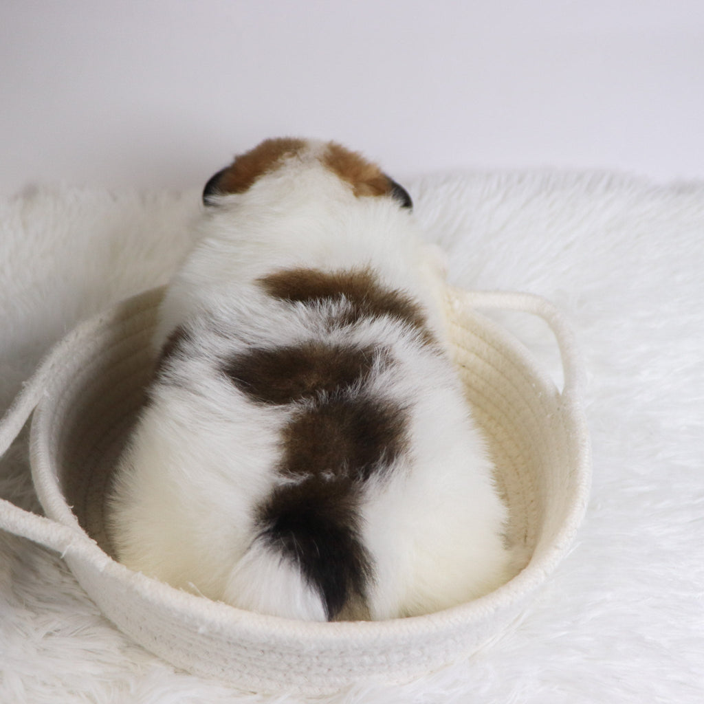 Jetta - Available Now