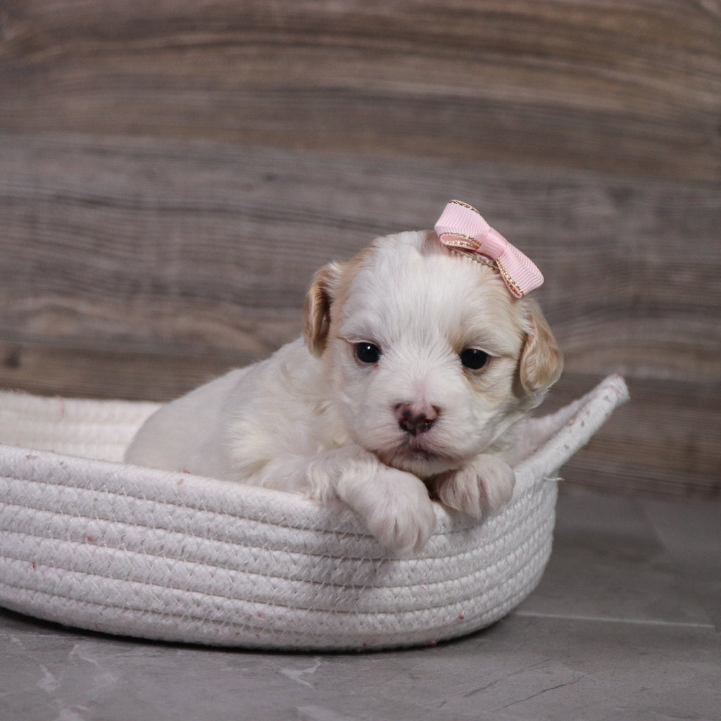 Jill - Available 5/14