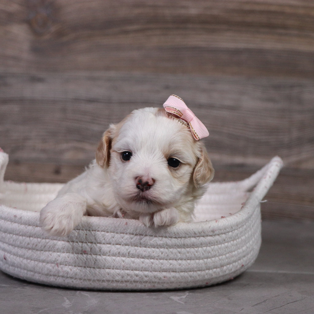 Jill - Available 5/14