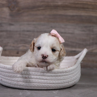 Jill - Available 5/14