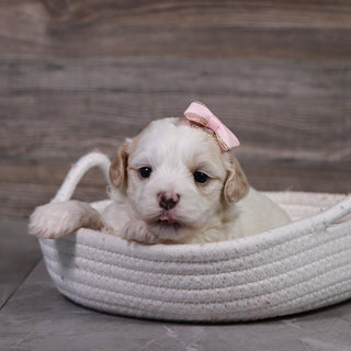 Jill - Available 5/14