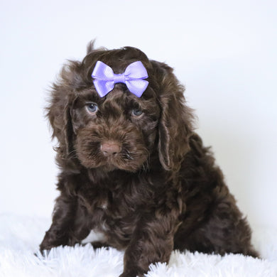 Jillian - Available 10/29