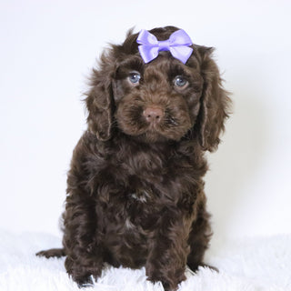 Jillian - Available 10/29