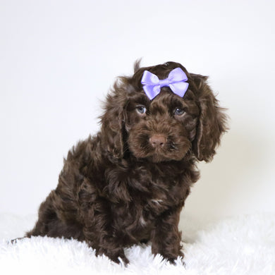 Jillian - Available 10/29