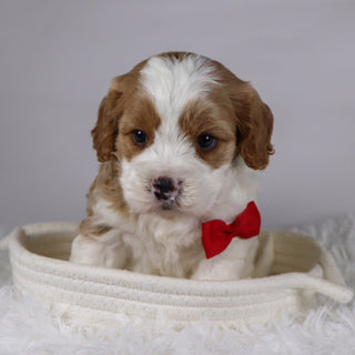 Jinx - available 12/3