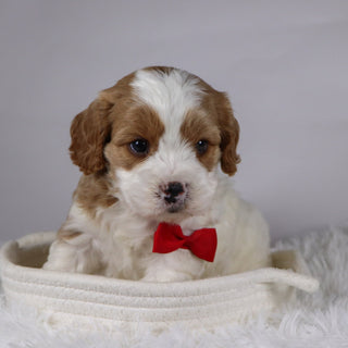 Jinx - available 12/3