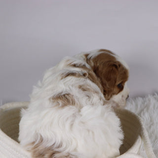 Jinx - available 12/3